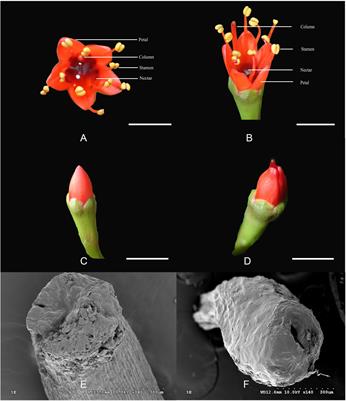 Comparative Transcriptome Reveals the Genes’ Adaption to Herkogamy of Lumnitzera littorea (Jack) Voigt